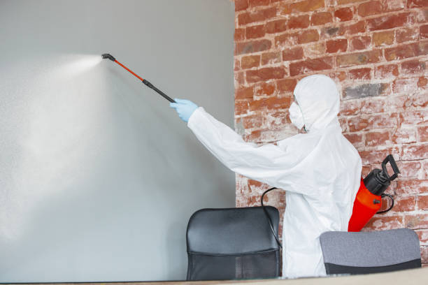 Mold Odor Removal Services in Rochester, WI