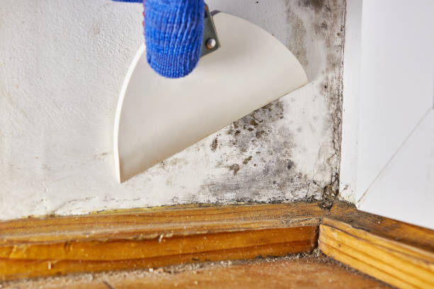 Best Water Damage & Mold Remediation  in Rochester, WI